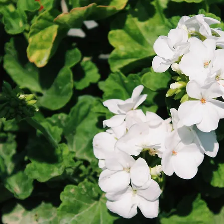 Adi Hoxha Gasthuis *