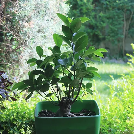 Adi Hoxha Gasthuis Berat